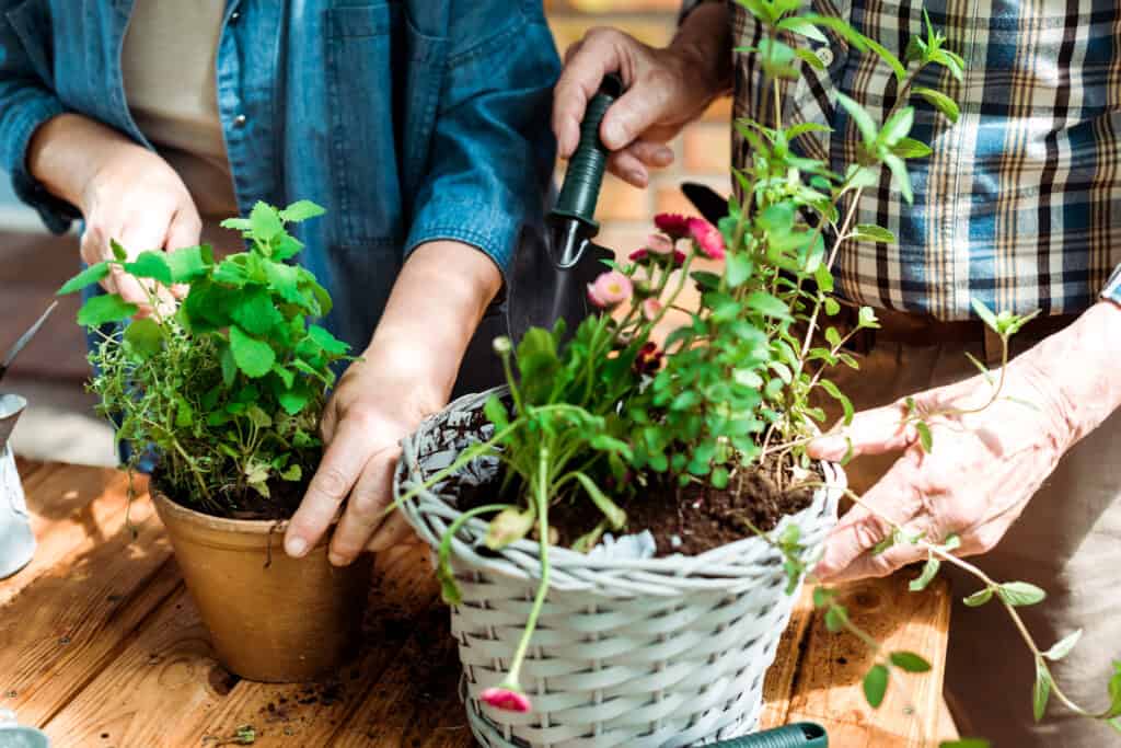 indoor gardening activities for elderly