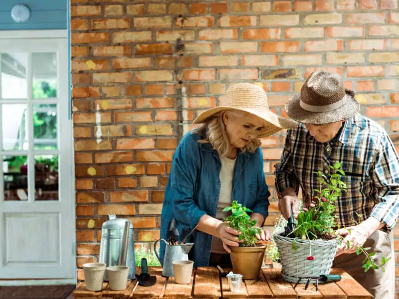 indoor gardening activities for elderly