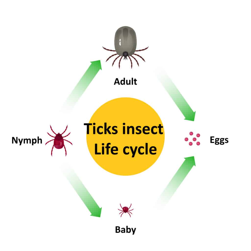 tick life cycle