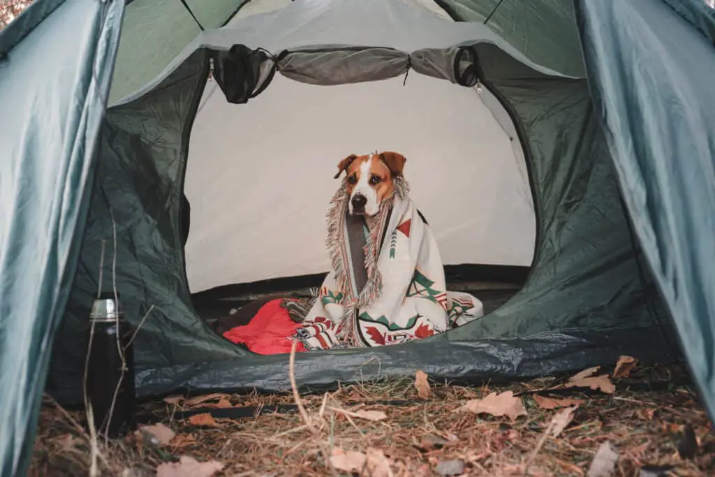 how to keep your dog warm while camping
