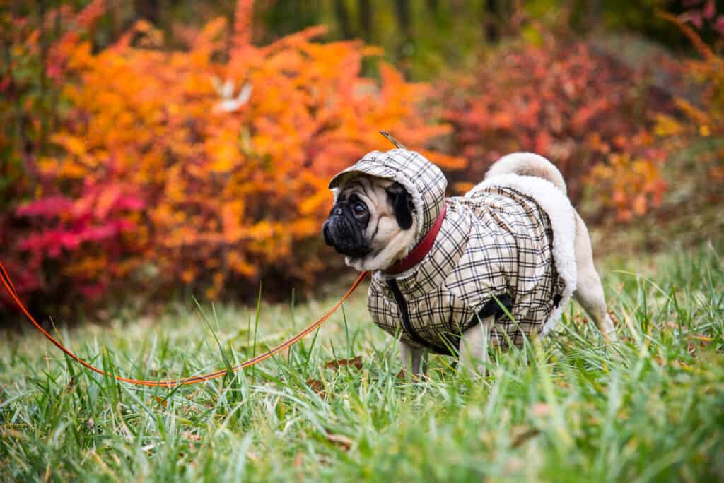 how to keep your dog warm while camping