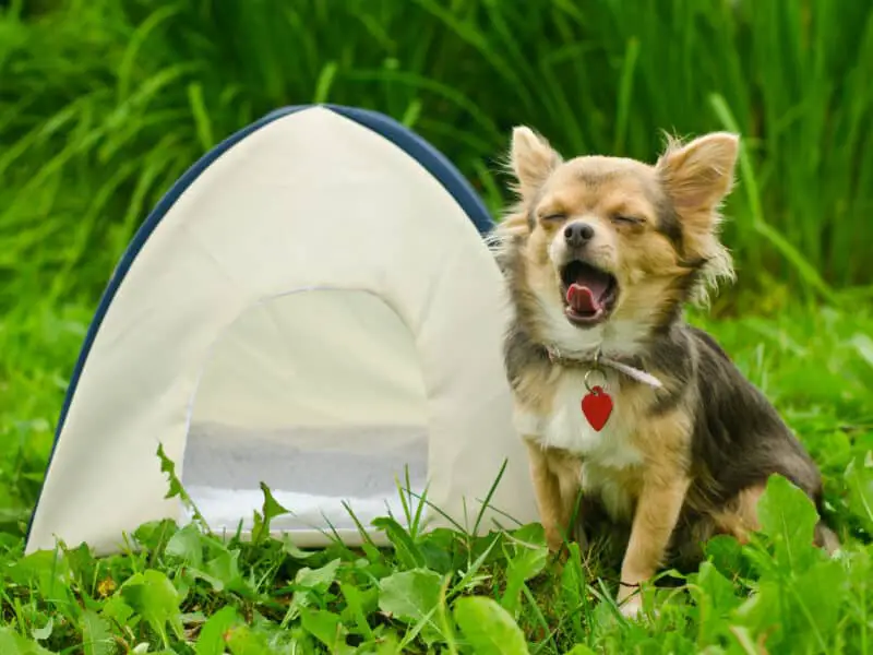 how to keep your dog warm while camping