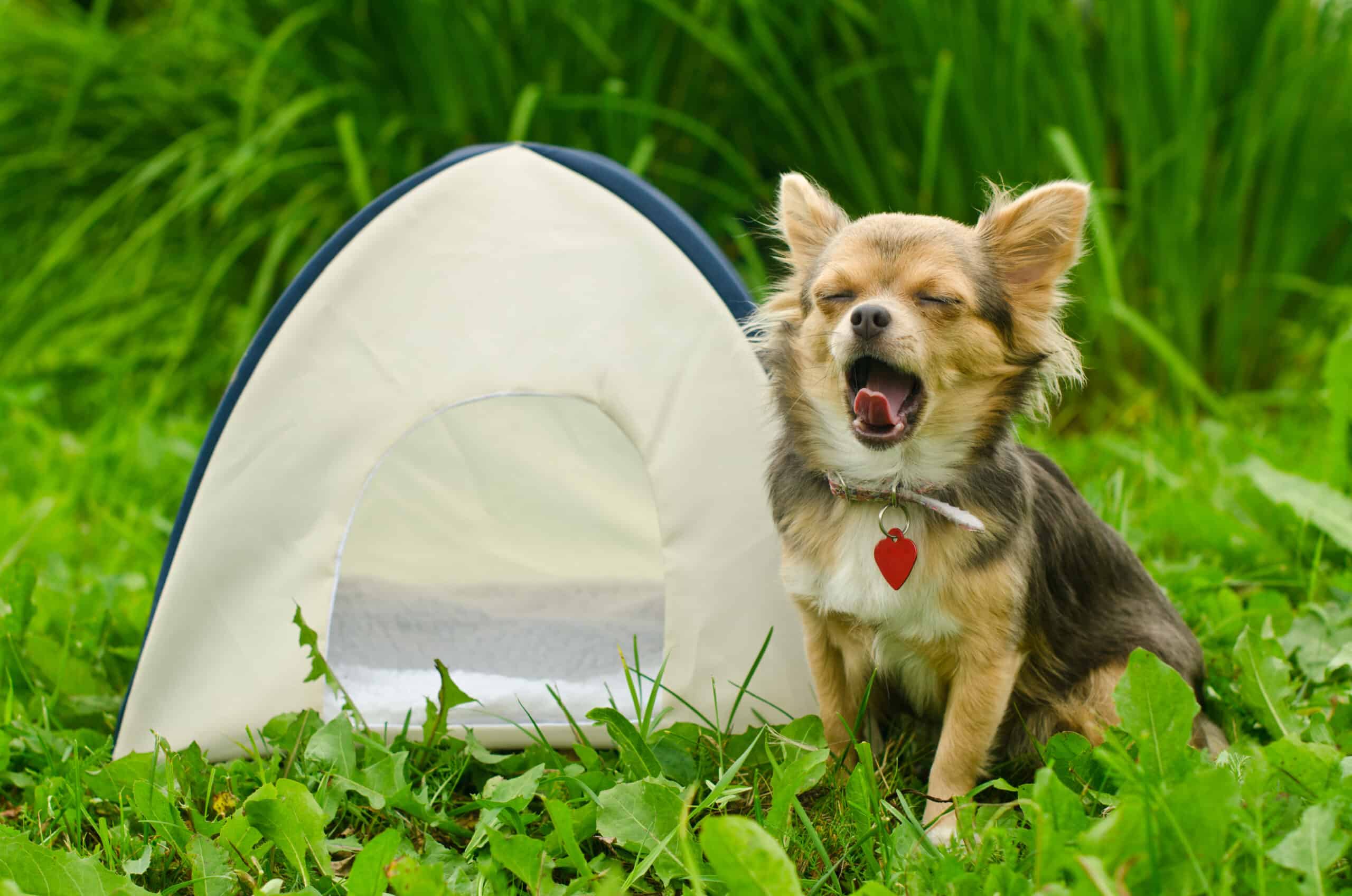 11 Tips For Keeping Your Dog Warm While Camping Tips for happy family