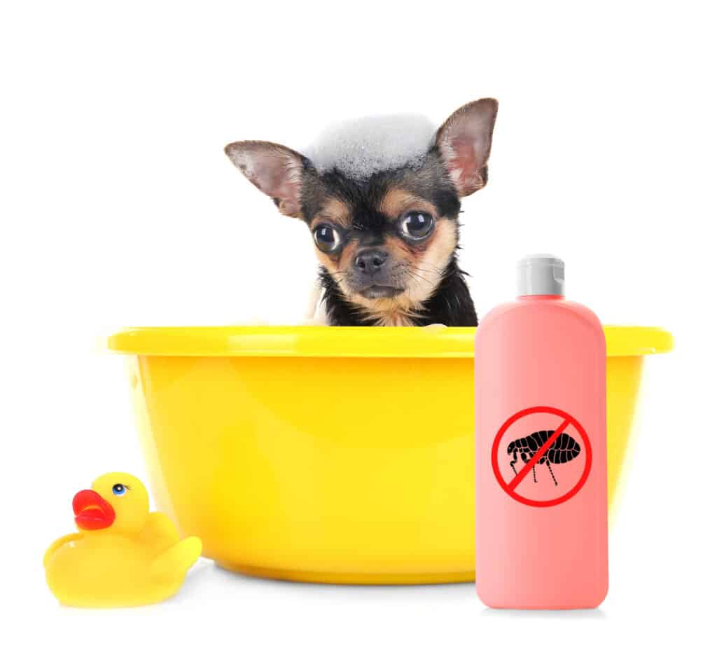 Natural remedies for dog fleas