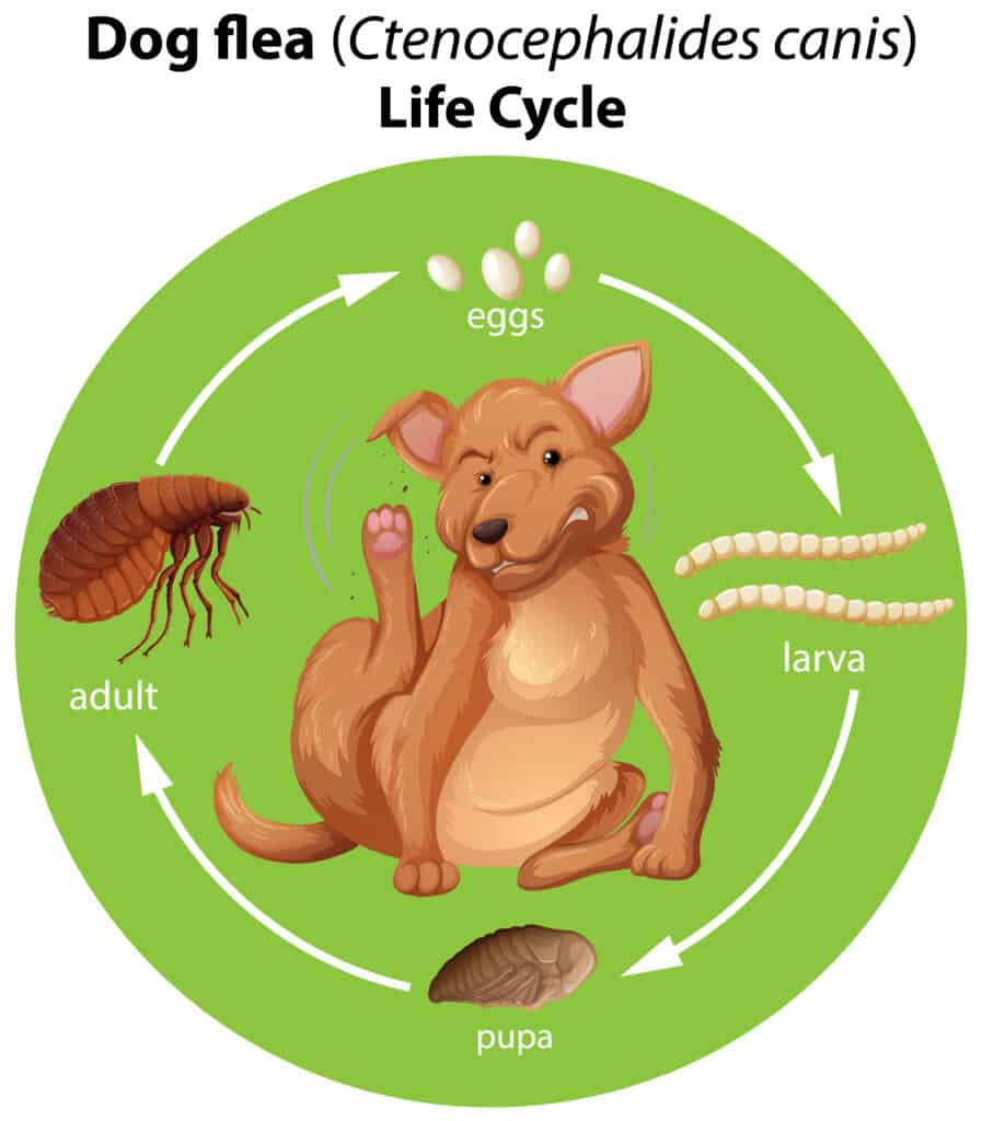 Life Cycle Of A Flea