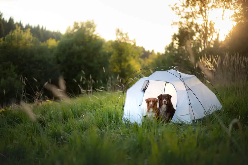 Best Tents for Camping With Dogs